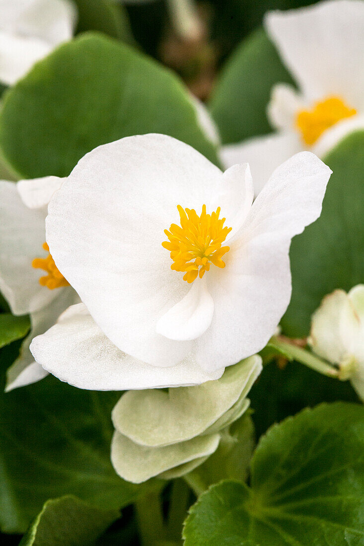 Begonia semperflorens Sprint Plus 'White'