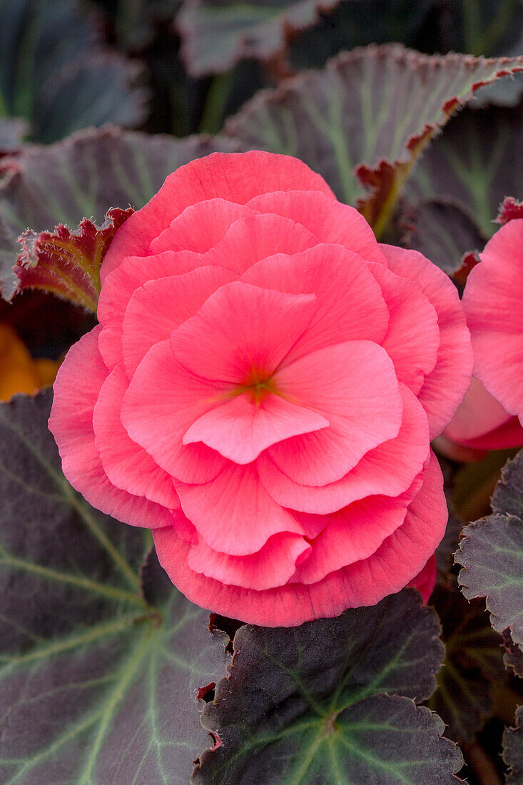 Begonia x tuberhybrida Non-Stop® Mocca 'Pink Shades'