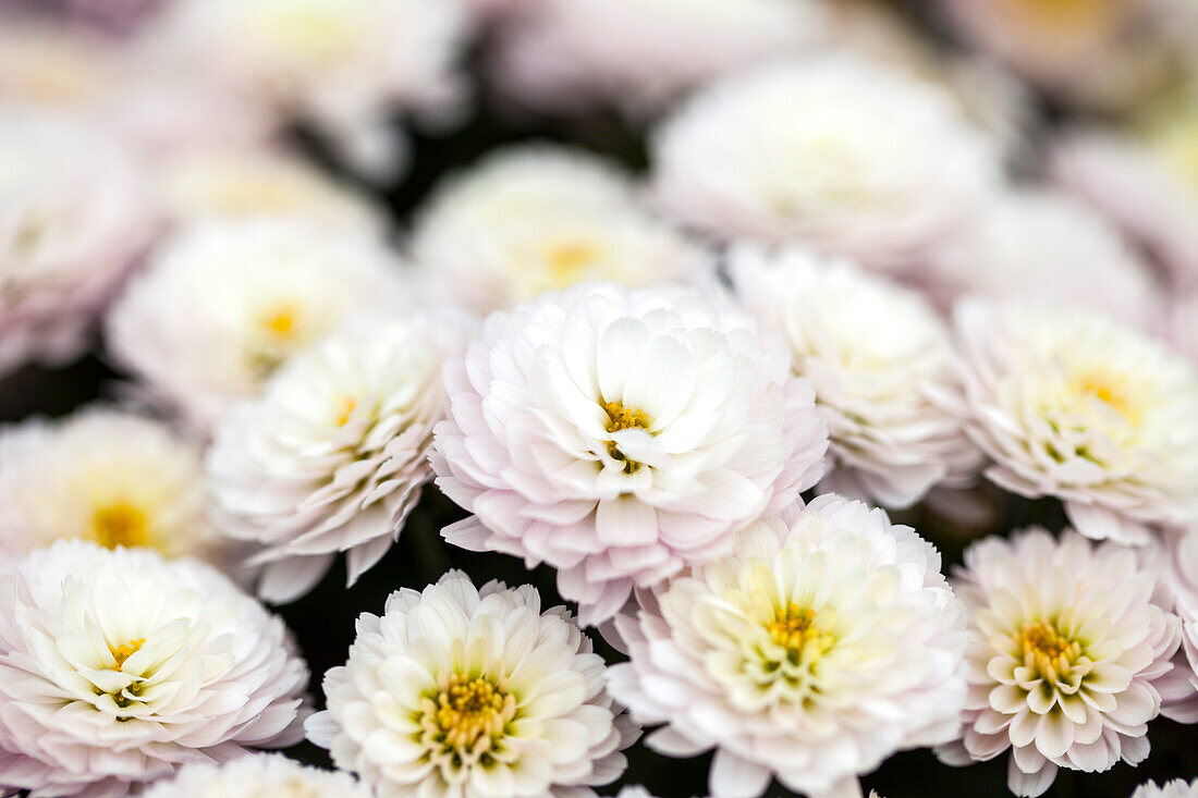 Chrysanthemum multiflora 'Branking Pink'(s)