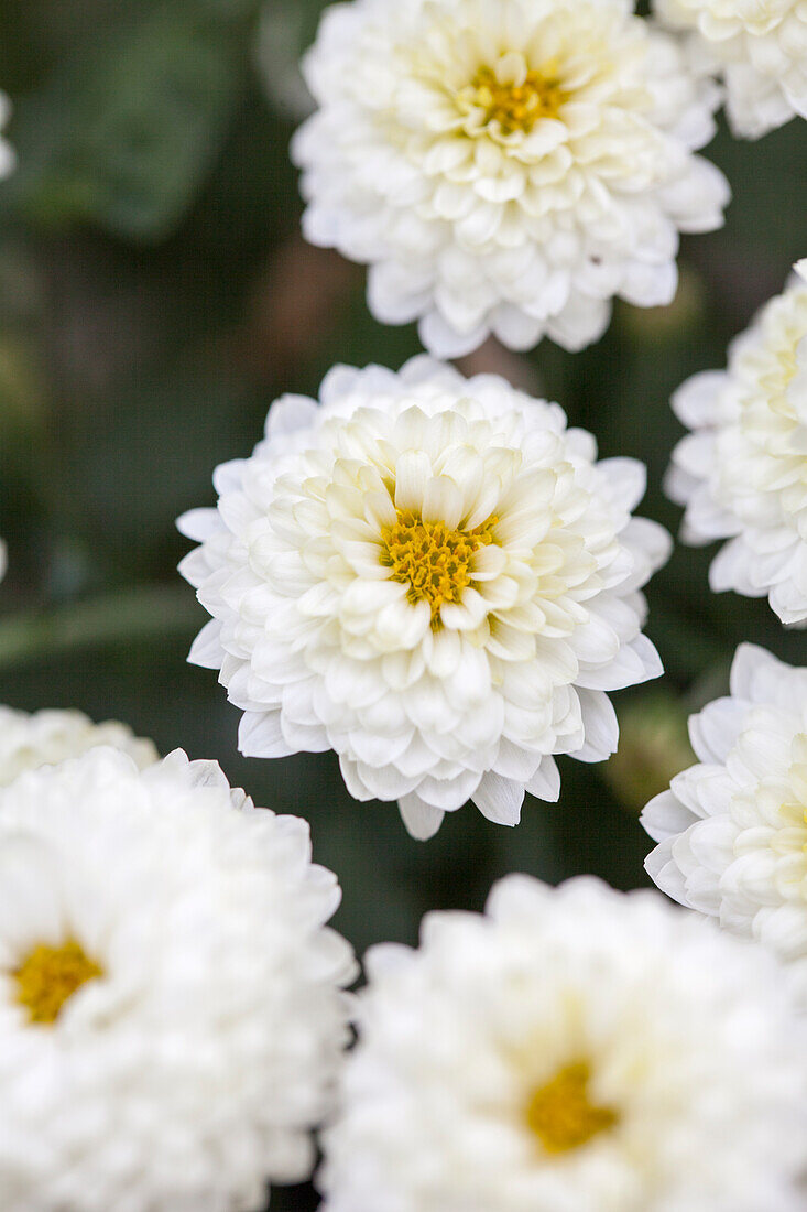 Chrysanthemum multiflora 'Brancrown Yellow'(s)