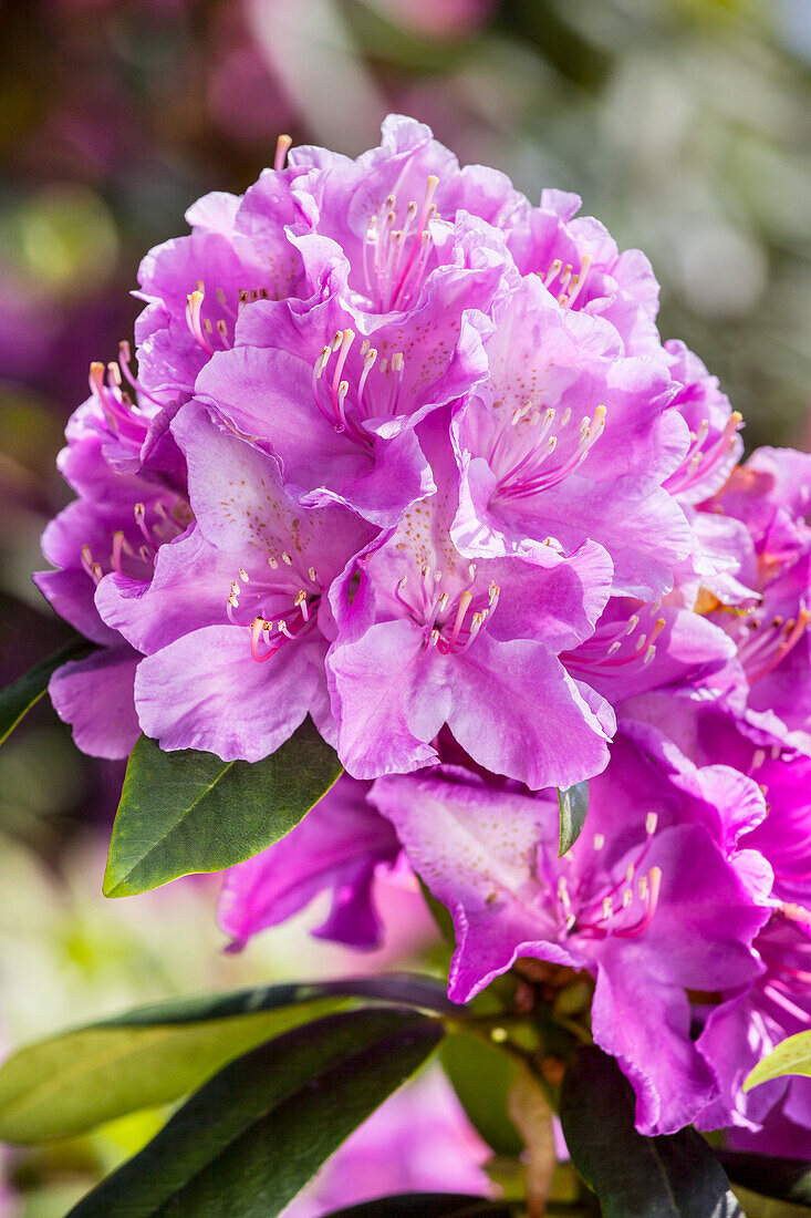 Rhododendron 'Alfred'