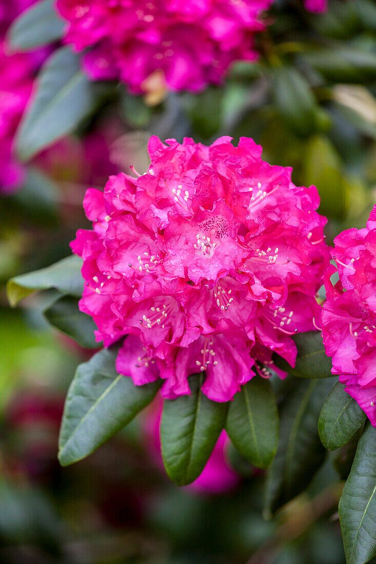 Rhododendron hybrid (large-flowered)