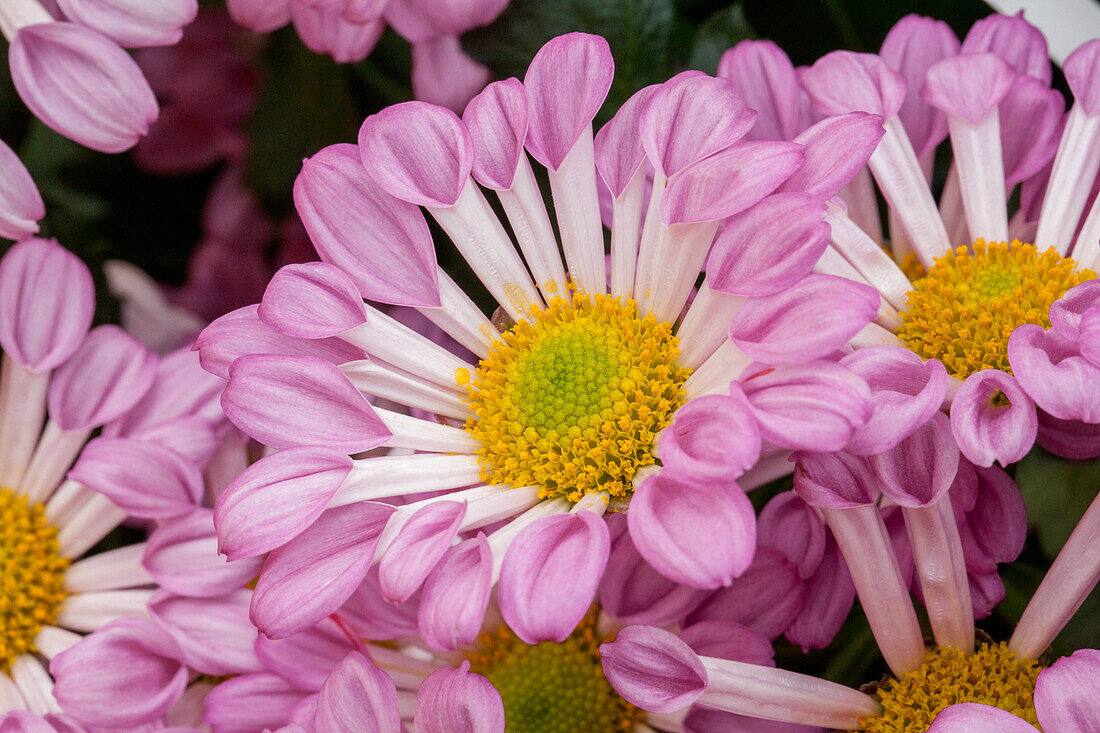 Chrysanthemum