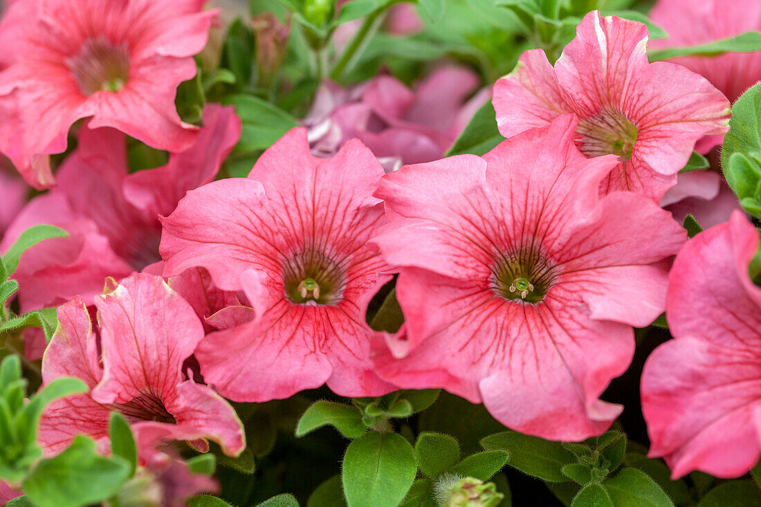 Petunia 'Belem Salmon'(s)