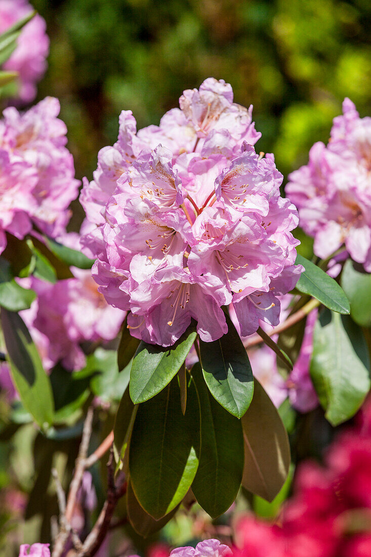 Rhododendron 'Great Eastern' (s)