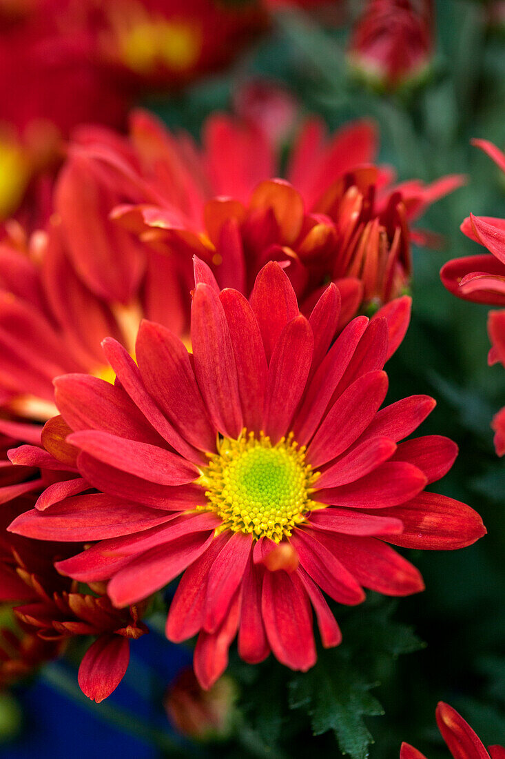 Chrysanthemum indicum 'Dragona'(s)