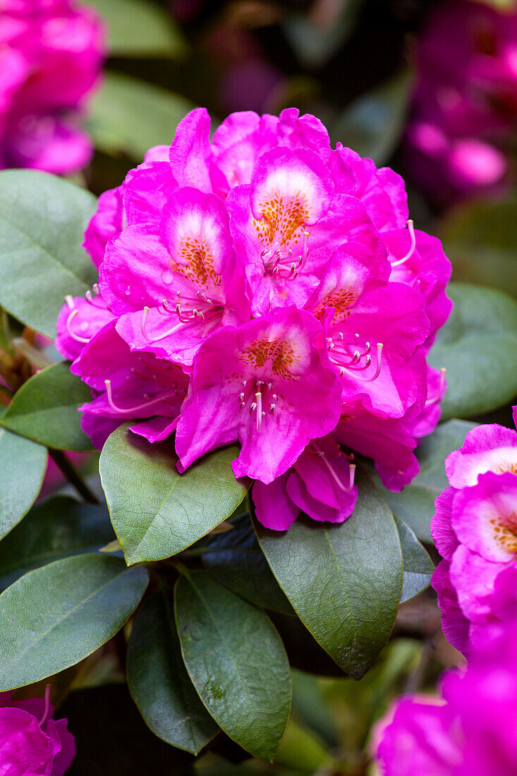 Rhododendron 'Kate Waterer'
