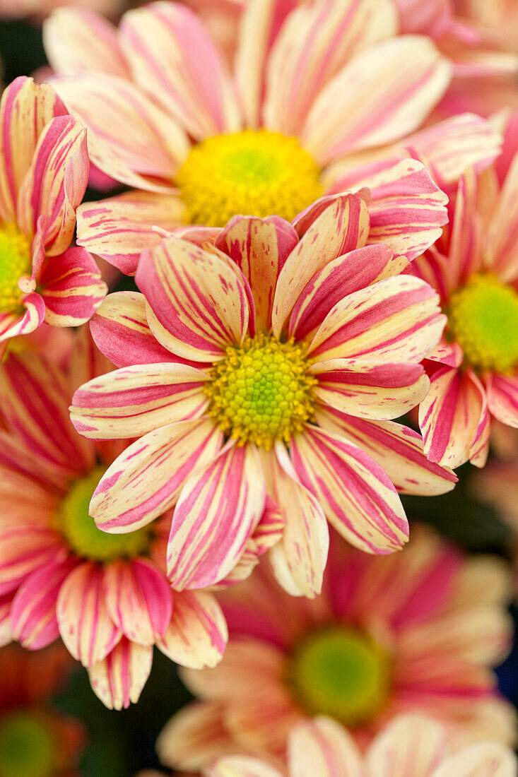 Chrysanthemum Island-Pot-Mums 'Flores'(s)