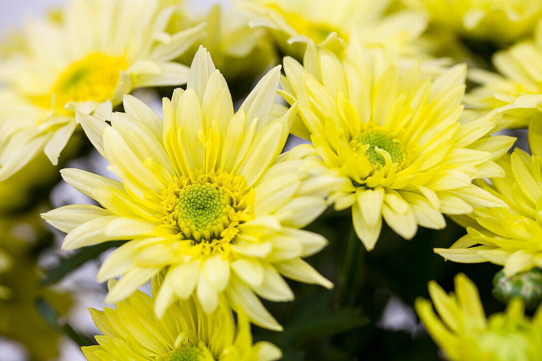 Chrysanthemum 'Asia-Cut Mums® Kanok'(s)