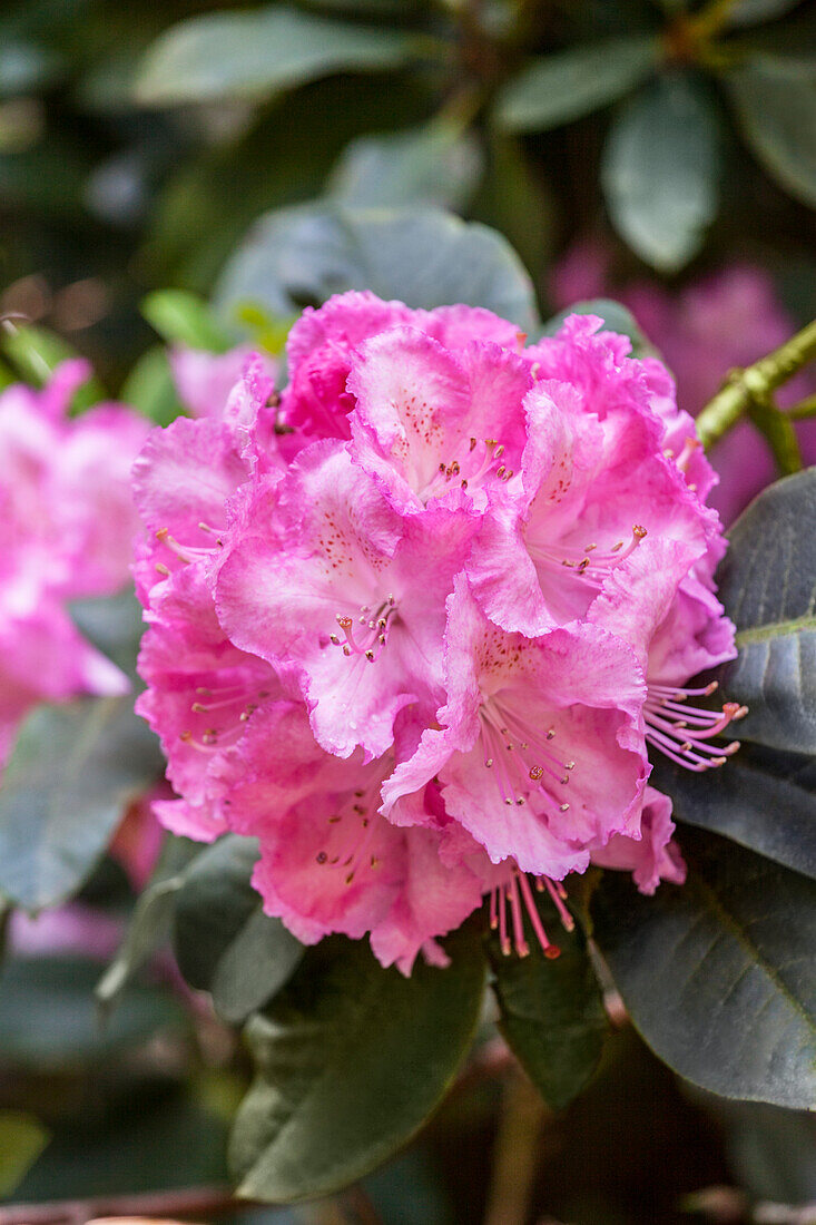 Rhododendron 'Dr. Arnold W. Endtz'