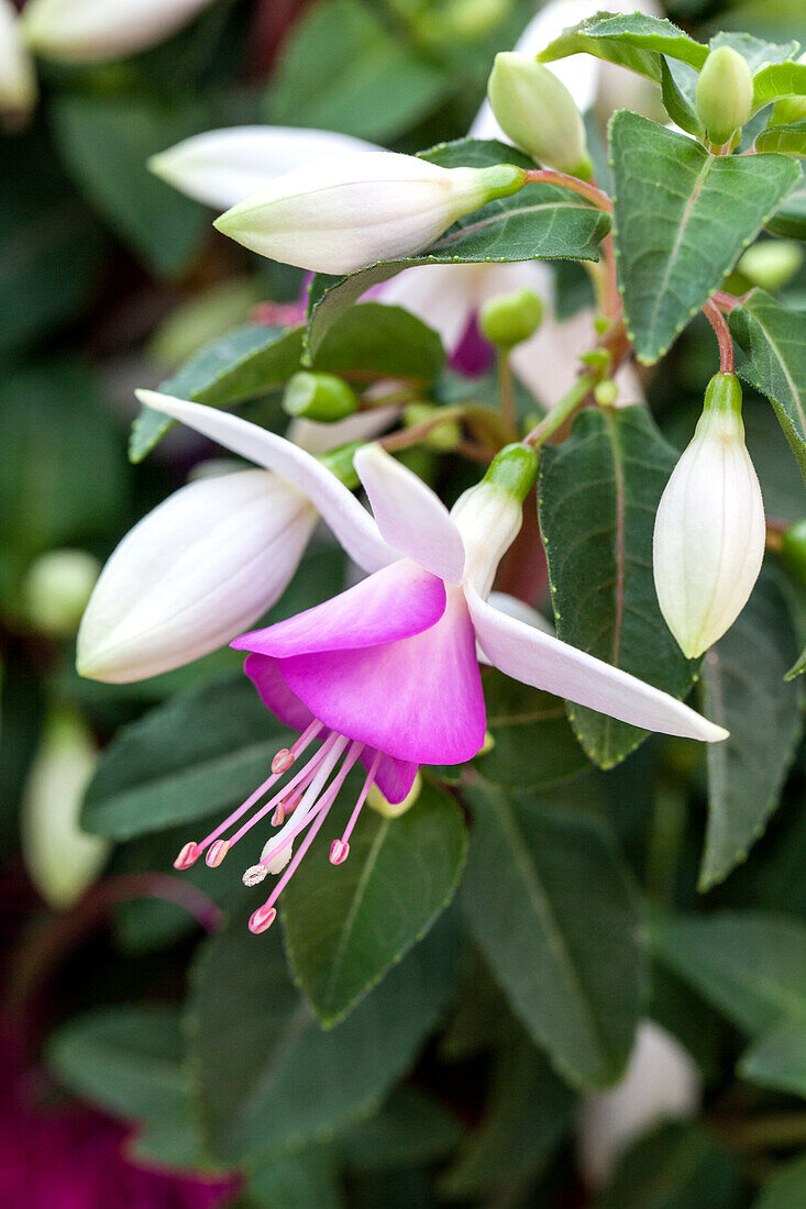 Fuchsia 'Jollies® Macon'(s)