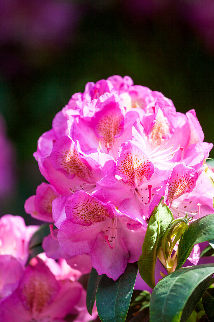 Rhododendron 'Diana'