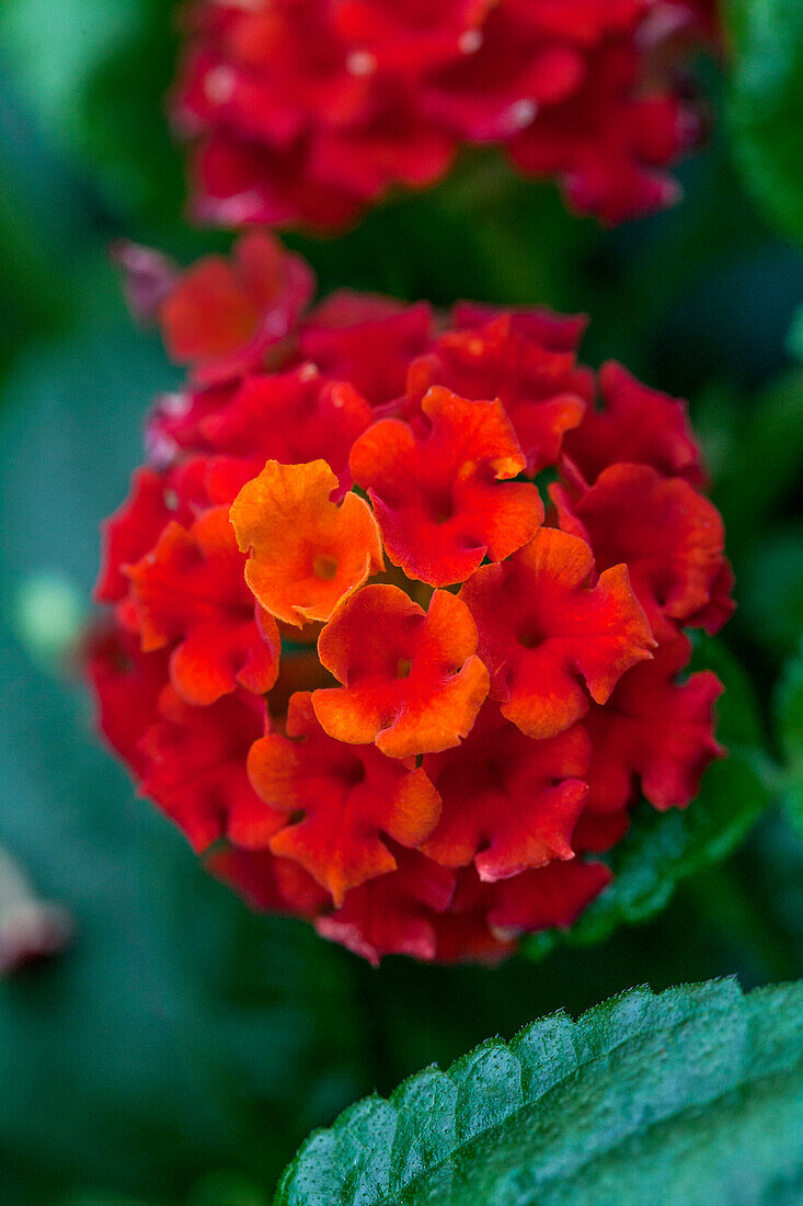 Lantana camara 'Tropic Lantana® Red Lory'(s)