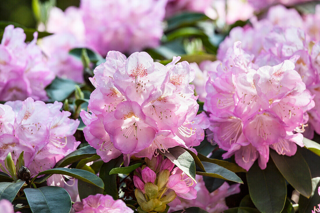 Rhododendron 'Madame Henriette Halphen'