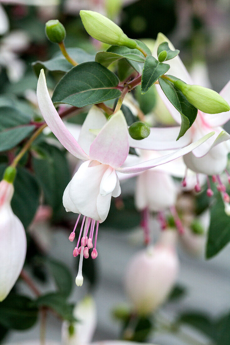 Fuchsia 'Jollies® Narbonne'(s)