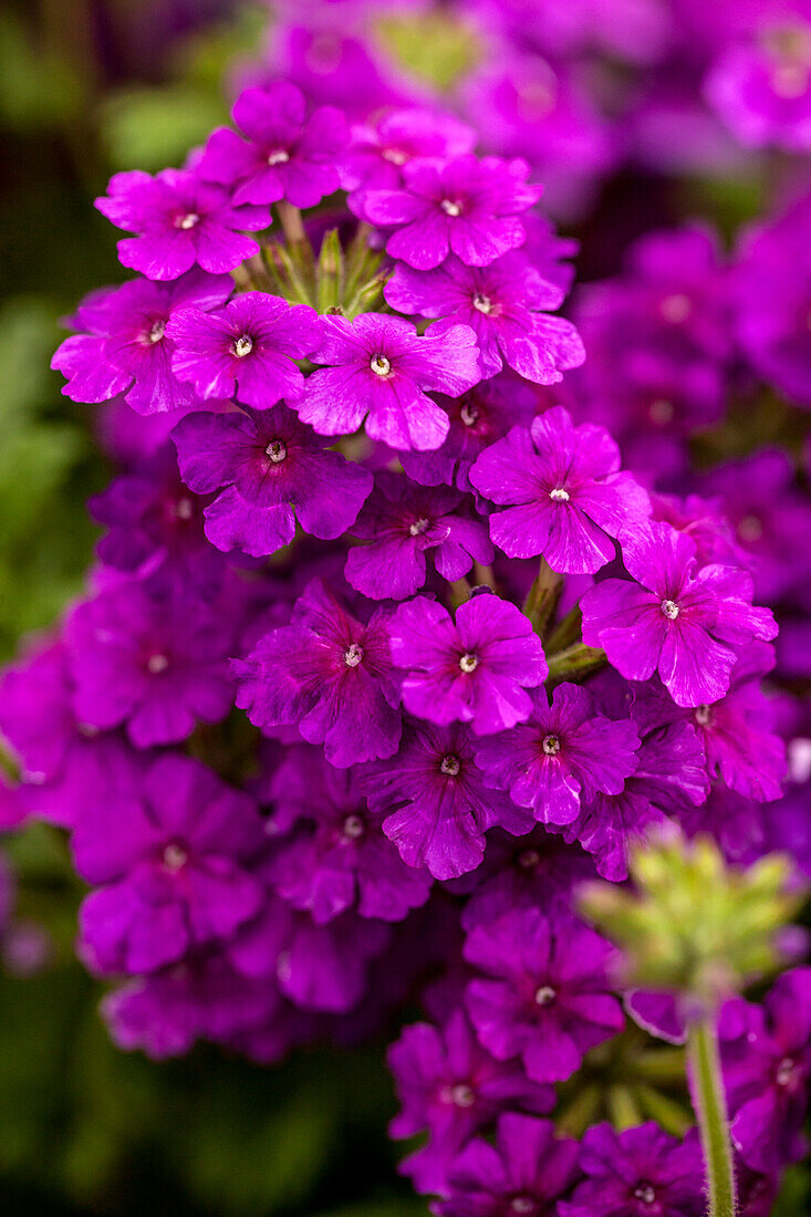 Verbena RiverDance 'Carpet Violet'(s)