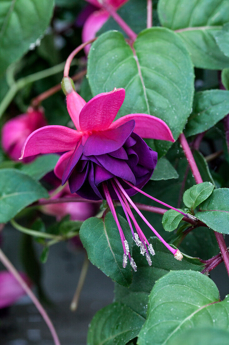 Fuchsia 'Jollies® Trailing Tulle'(s)