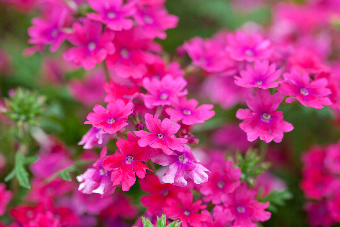 Verbena RiverDance 'Carpet Pink'(s)