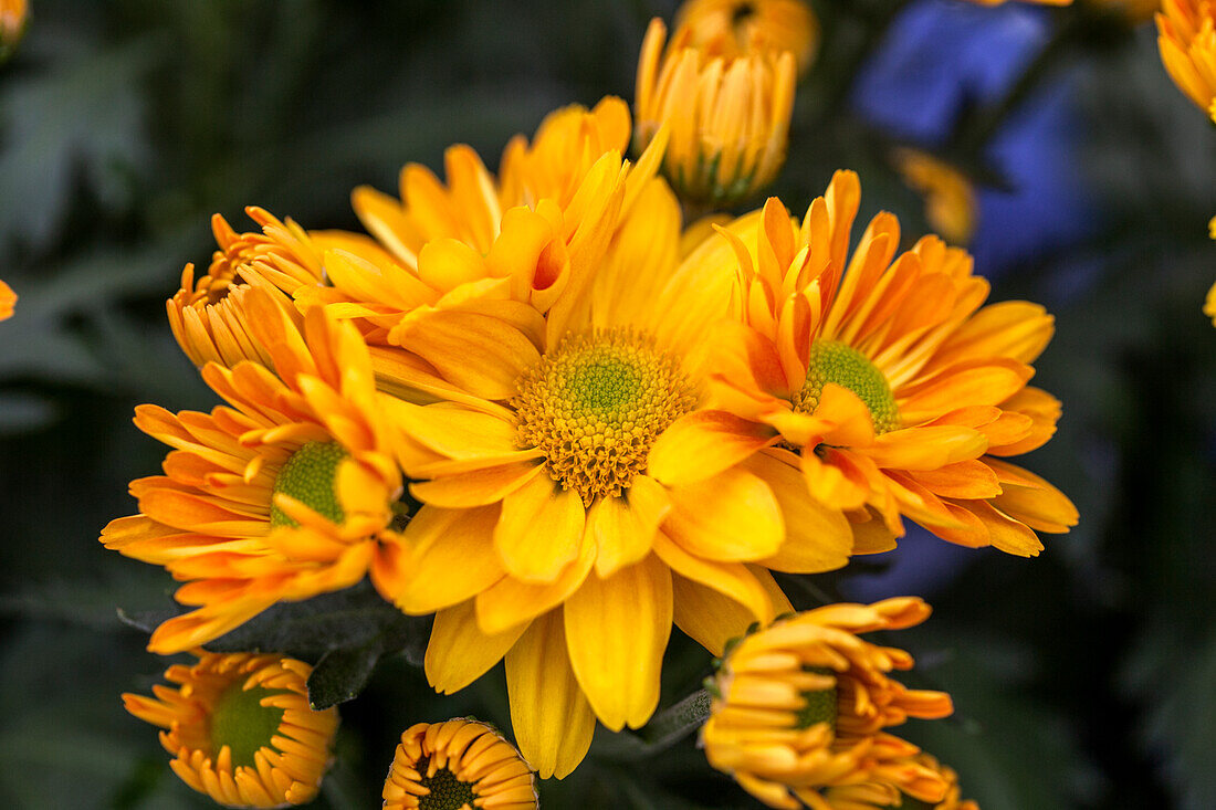 Chrysanthemum indicum 'Luzon Gold'(s)