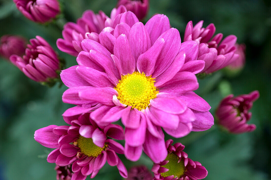 Chrysanthemum indicum 'Luzon Purple'(s)