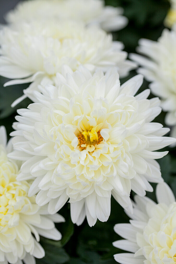 Chrysanthemum Island-Pot-Mums 'Smola White'(s)