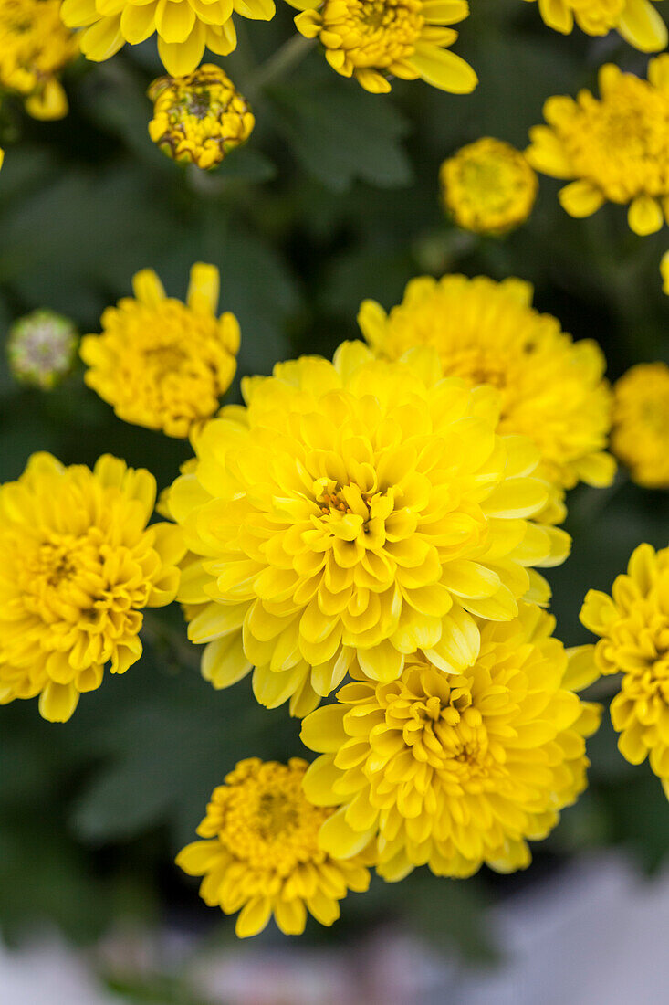 Chrysanthemum multiflora 'Branfountain Yellow'(s)