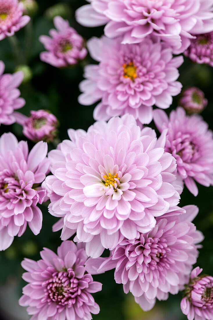 Chrysanthemum multiflora 'Branfountain Pink'(s)