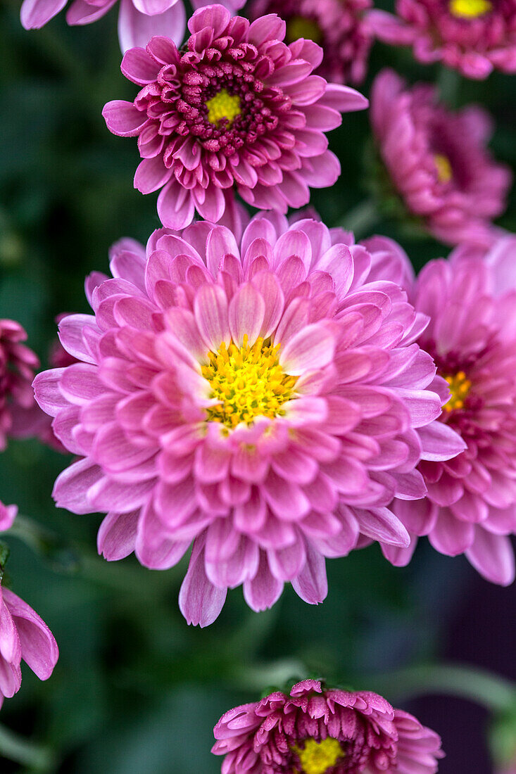 Chrysanthemum multiflora 'Branfountain Purple'(s)