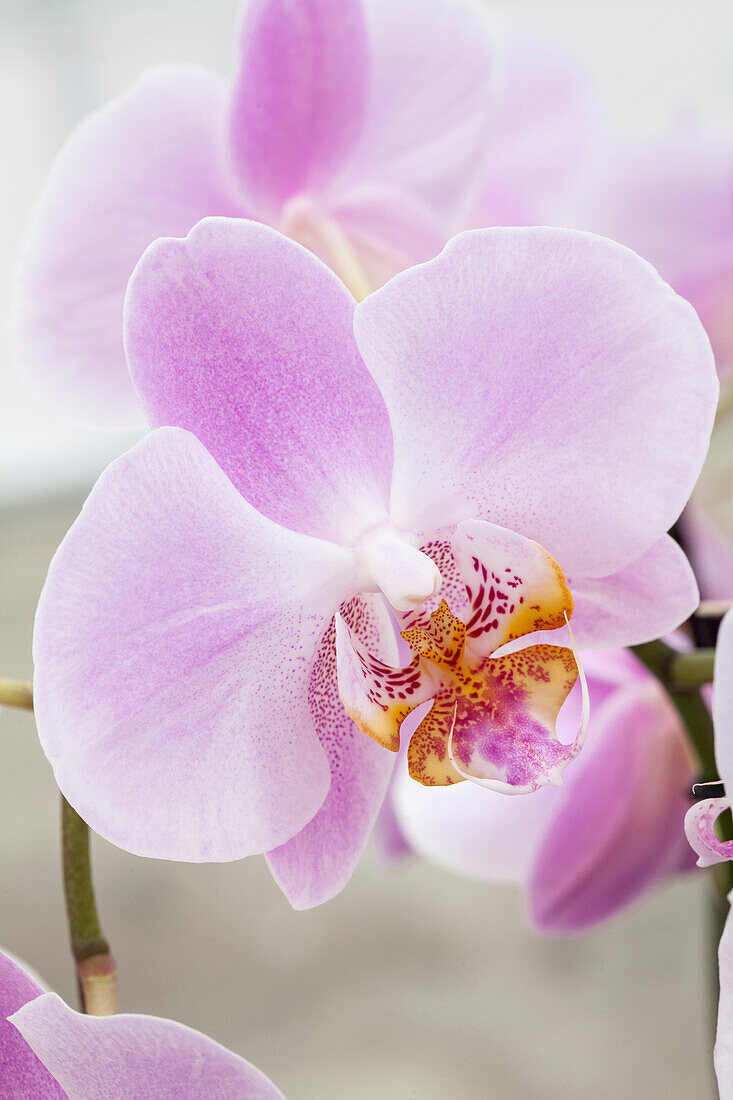 Phalaenopsis 'Ascanio'