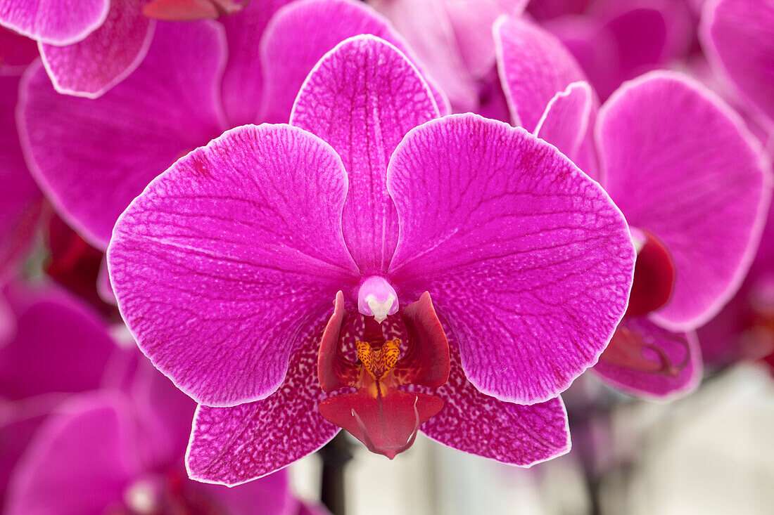 Phalaenopsis Darkan