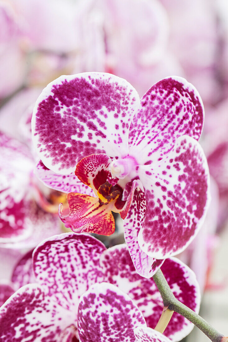 Phalaenopsis 'Falstaff'®