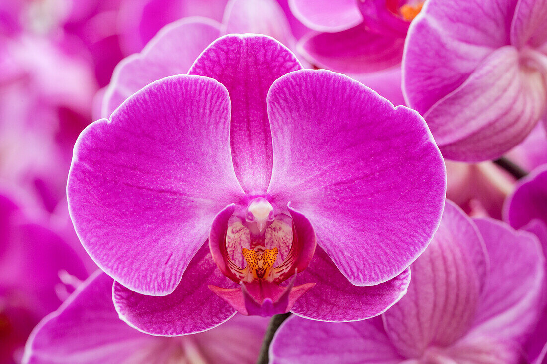 Phalaenopsis 'Lohengrin'