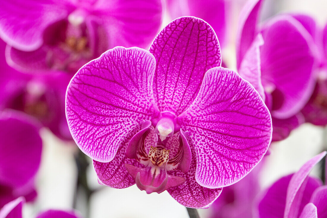 Phalaenopsis 'Asundia'