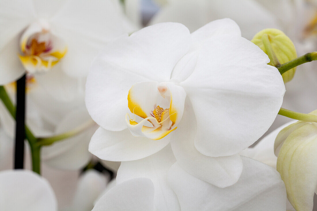 Phalaenopsis 'King Coel'®