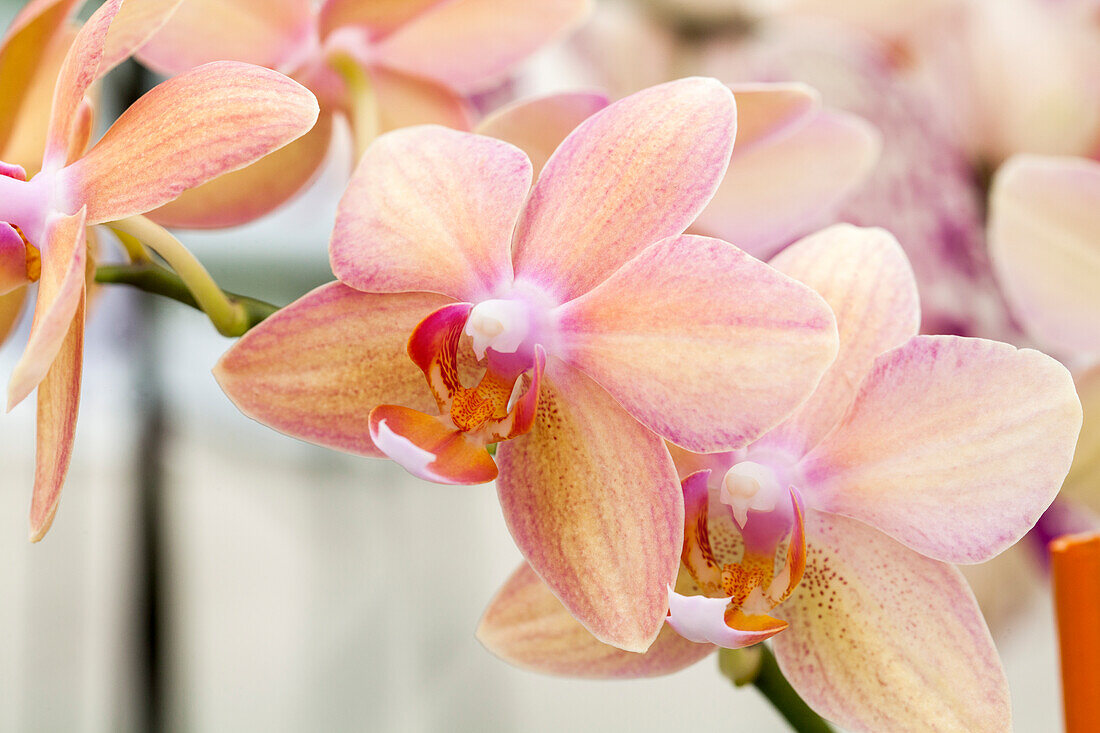 Phalaenopsis 'Sarah'