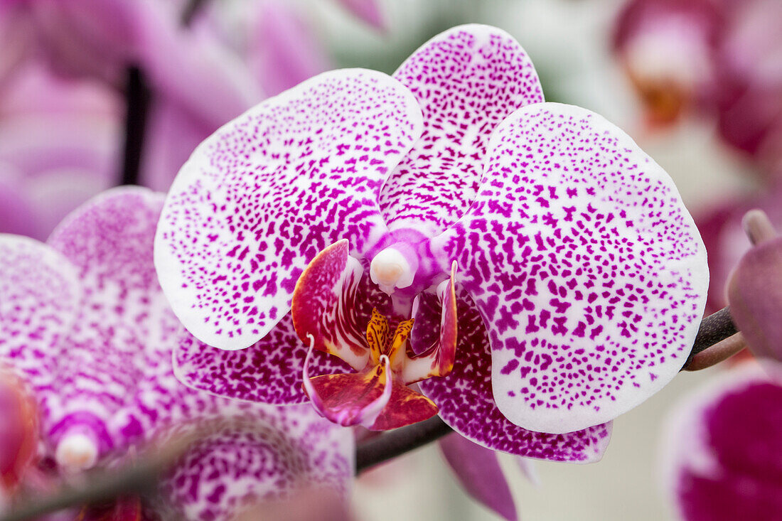 Phalaenopsis Laila