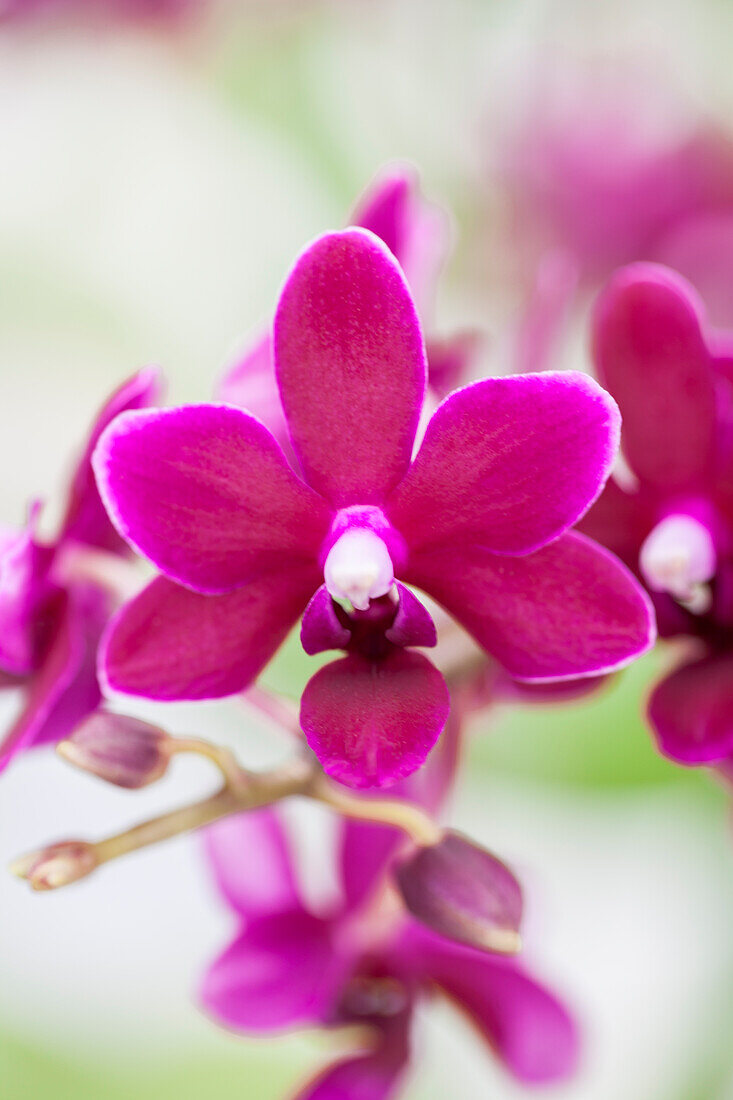 Phalaenopsis 'Black Pearl'