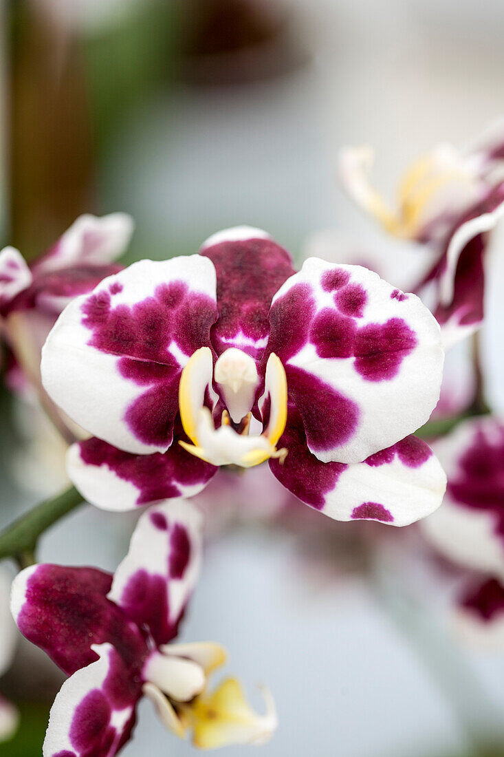 Phalaenopsis 'Kaskasi