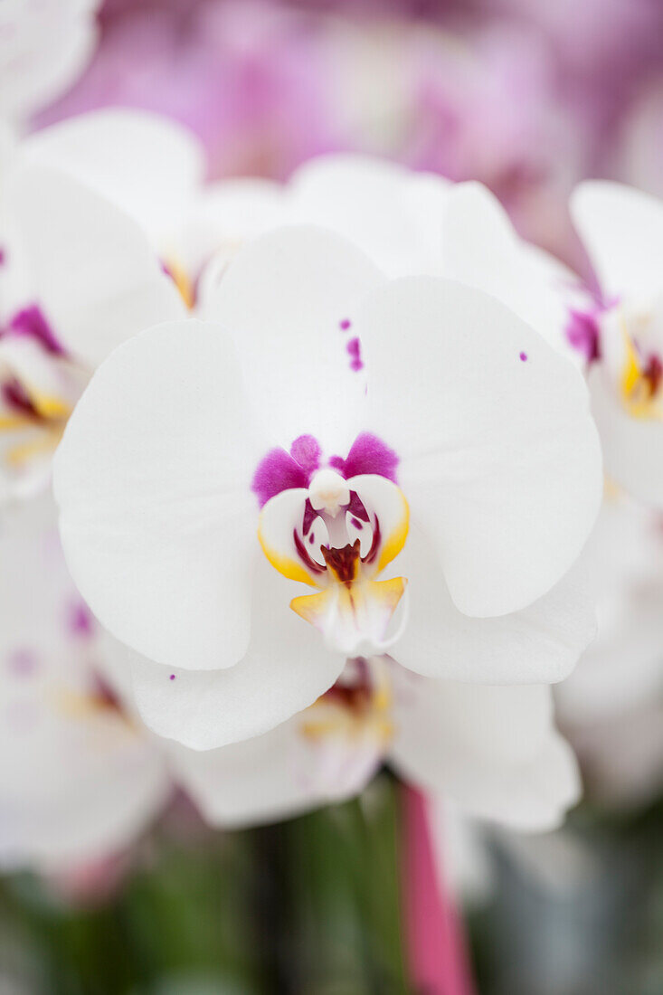 Phalaenopsis Mahjong