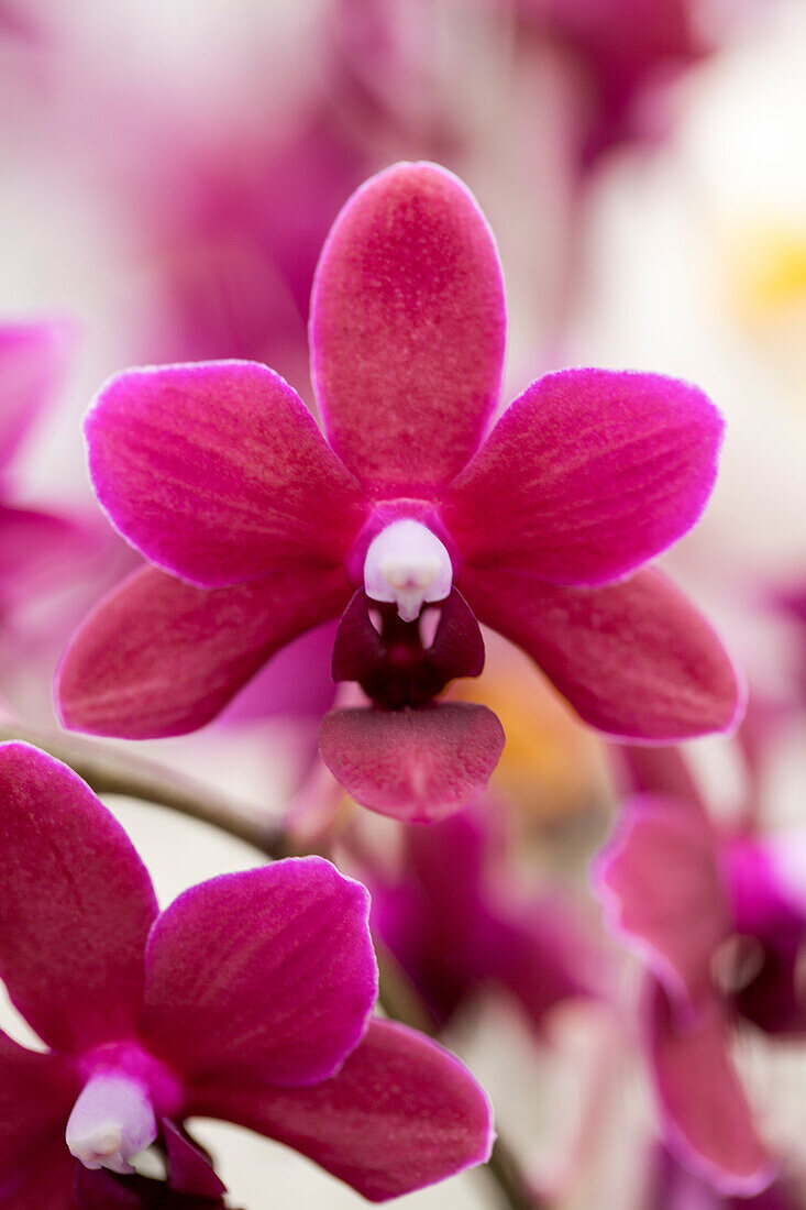 Phalaenopsis 'Black Pearl'