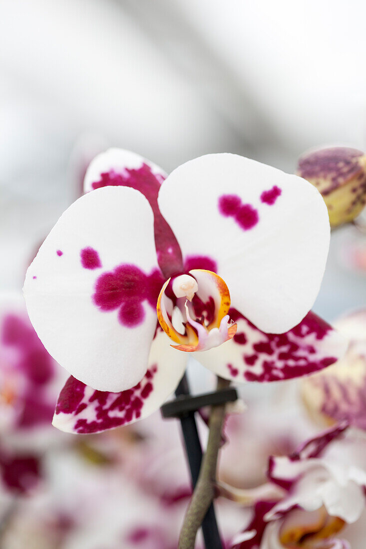 Phalaenopsis 'Bayamo'