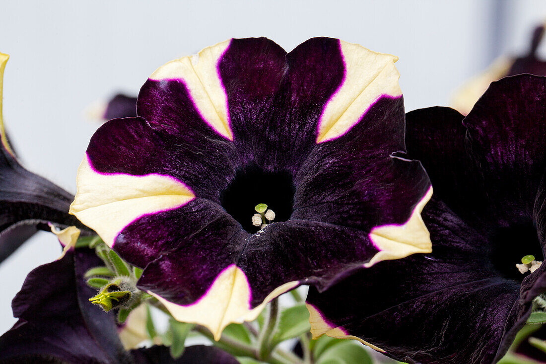 Petunia 'Chameletunia® Chameletunia® Black Yellow Striped