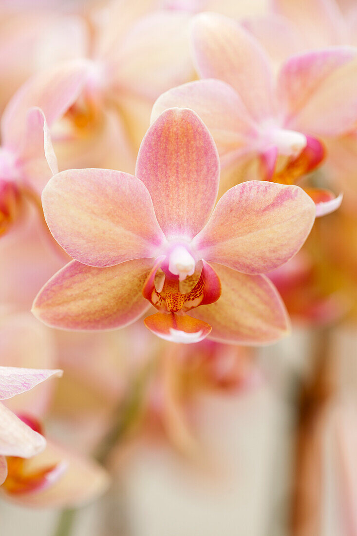 Phalaenopsis 'Sarah'