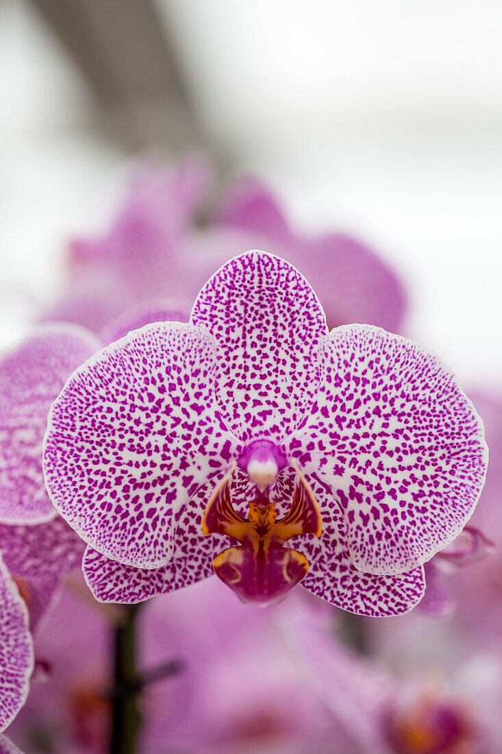 Phalaenopsis 'Laila'