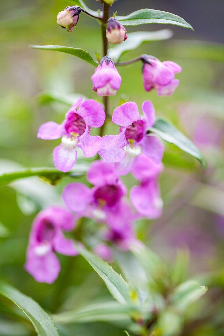 Angelonia Paria® Compact Hot Pink