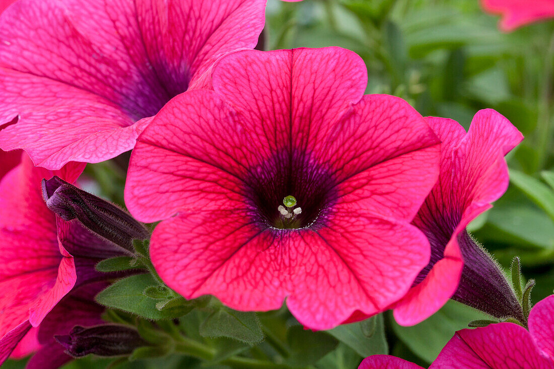 Petunia 'Sweet Pleasure® Hot Pink Patio'.