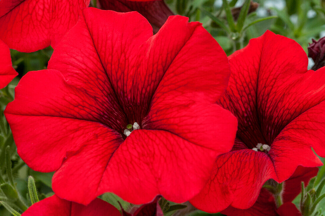 Petunia 'Sweet Pleasure® Dark Red'