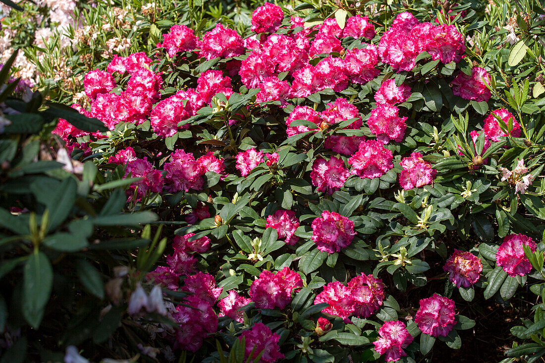 Rhododendron Professor Horst Robenek