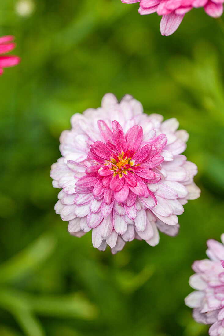 Argyranthemum 'Honeybees® Double White Pink'