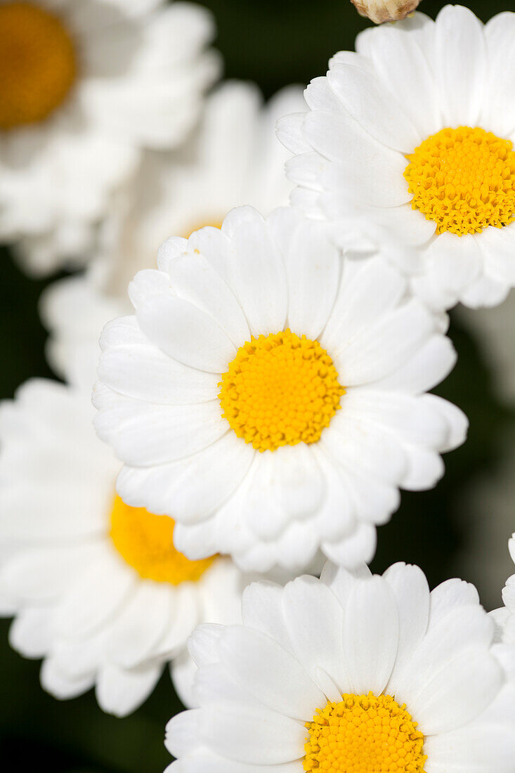 Argyranthemum 'Honeybees® White'